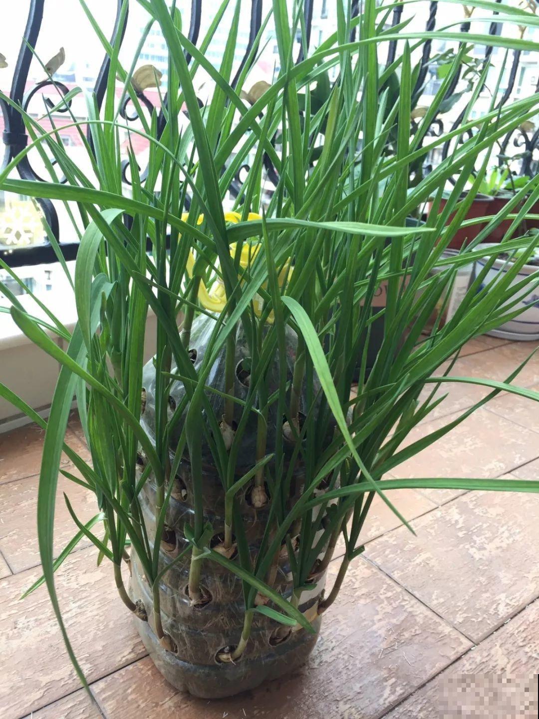 旧筷子先别扔，这样绑一绑，拿来养花有大用处！