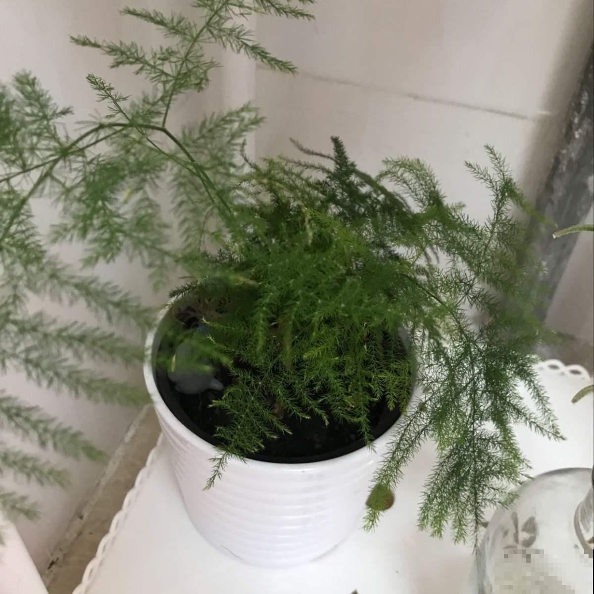 文竹徒成麻杆，是品种没选对，再也不用眼馋别人家的矮壮文竹了