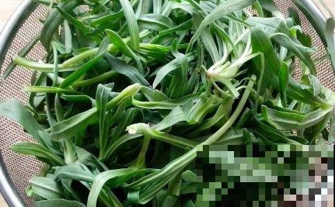 冬天能挖野菜？这种面条菜冬天生长春天吃，现在挖回家正是时候