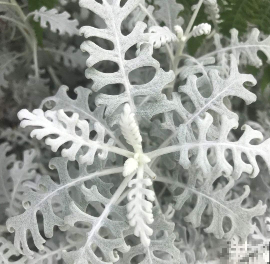 零下也能活，不担心冻死，赶快在冬天养一盆银叶菊吧