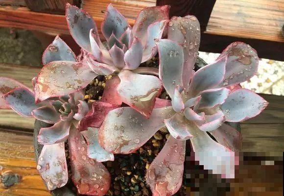 爱上多肉8年，她付出了所有，数量多到可以摆满整个天台！