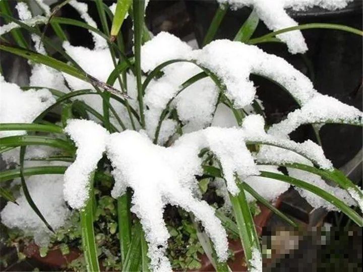 这花公认难养，冬天放外面冻20天，立马开花！