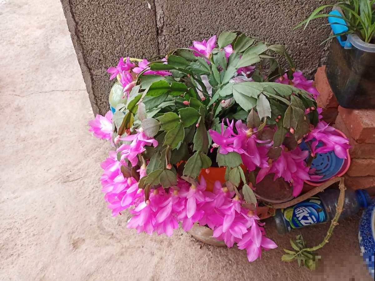 蟹爪兰开完花就软趴趴，张大爷使出秘藏绝招，俩星期就全支楞起来