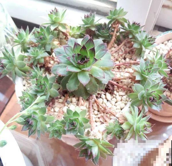6种多肉最好养，种一盆变十盆，半年就能占满屋！