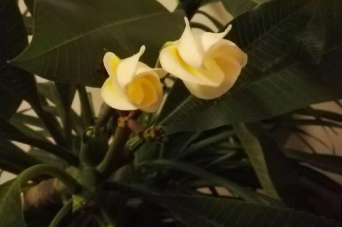 这植物开小黄花，香味十足，却有毒！