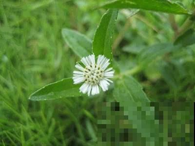 这种野草本领大，白发洗了能变黑，很多老人去山上抢着挖！