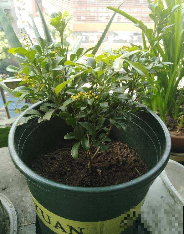 米兰迟迟不开？从这3个方面下手，花香飘满屋！
