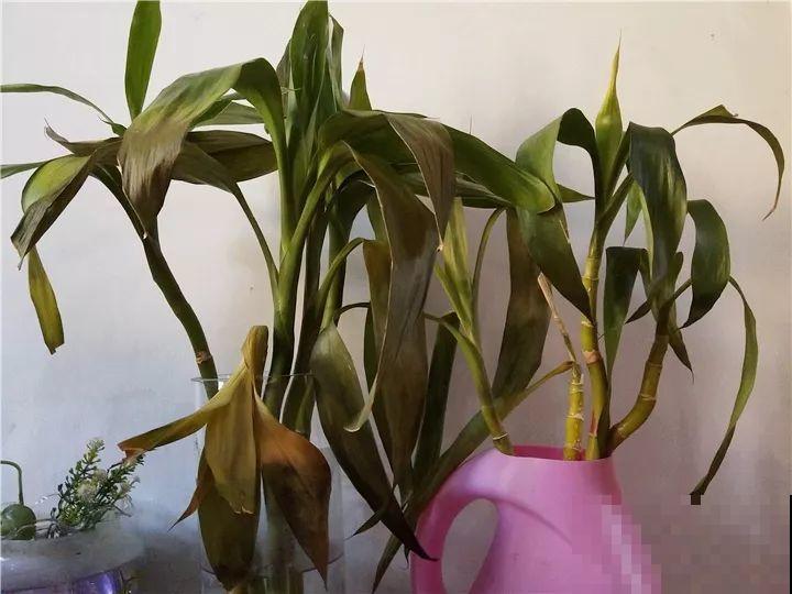 花叶子长这样，就是求救信号，晚两天小心治不好！