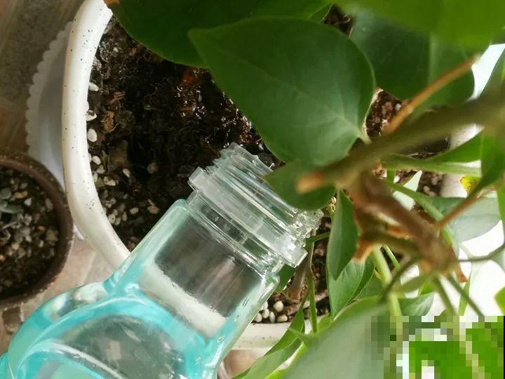 这6种花快施肥，根壮叶绿，还能提早开花！