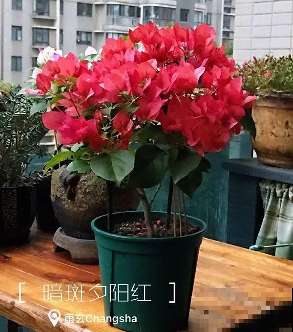 家里有三角梅的，露养断水2个月，安全越冬不用愁！