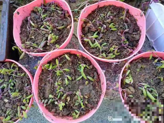 紫玄月掐根枝就能活，漂亮又好养，盆盆长成小瀑布！