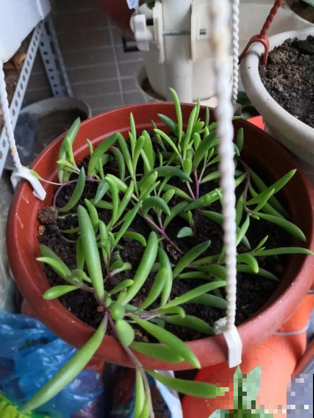紫玄月掐根枝就能活，漂亮又好养，盆盆长成小瀑布！