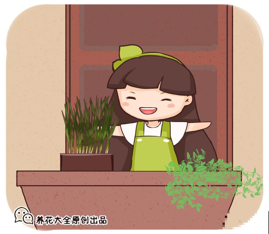 冬吃萝卜夏吃姜，这萝卜真袖珍，就适合在家种
