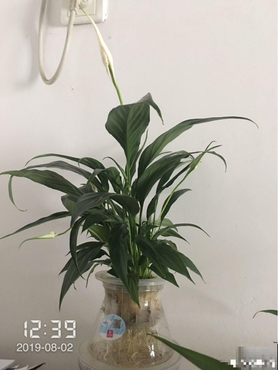 这5种花堪称加湿神器，耐阴又好养，冬天也能呼呼长个！