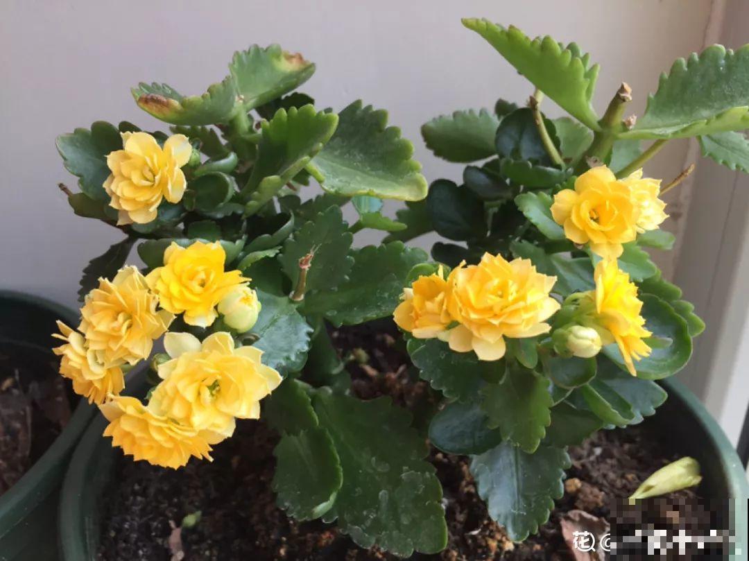 3种花别乱浇水，水越多越不开花，难怪这么多年不见一个花骨朵！