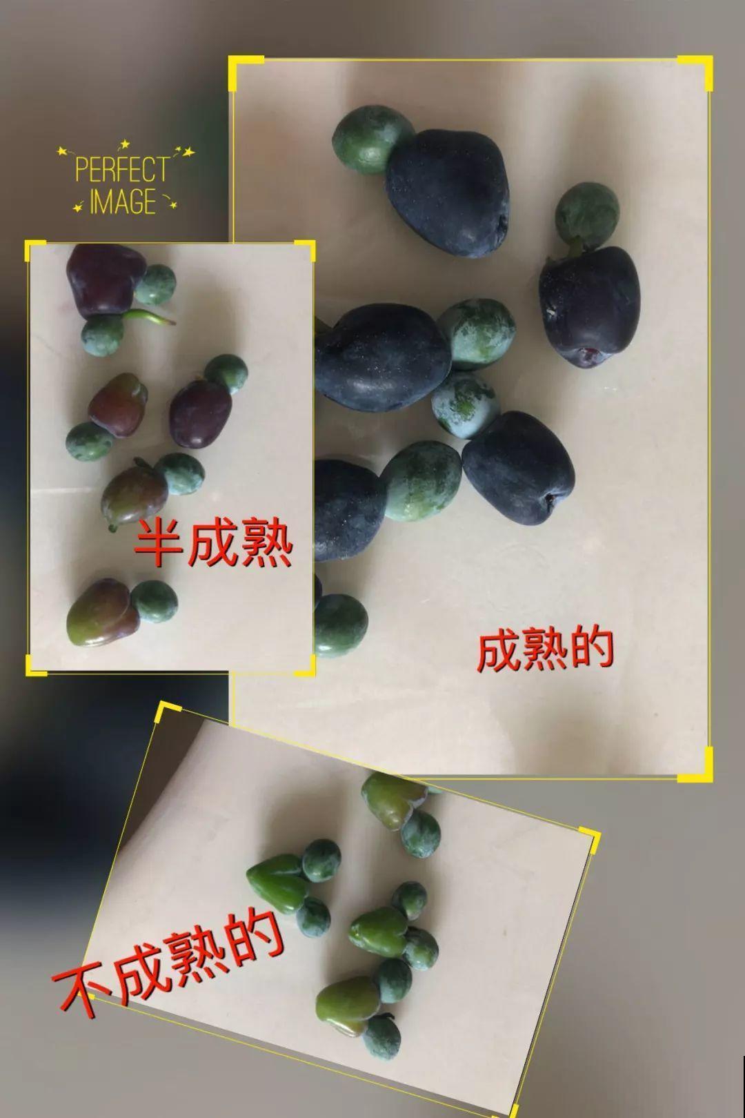 这2种盆景很值钱，不用买，一粒种子就能种出来！