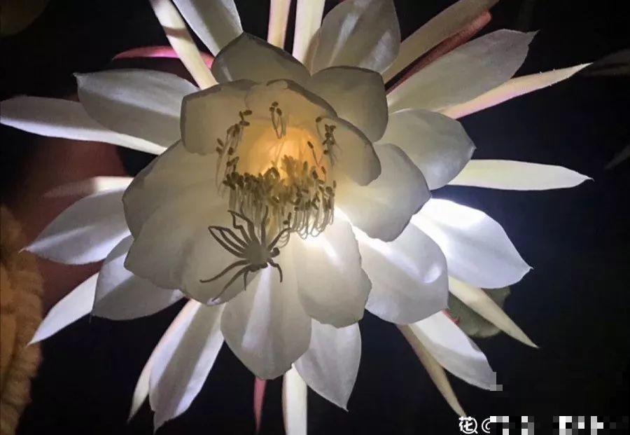 这花平时丑的没人看，只要一开花，谁看了都说美！