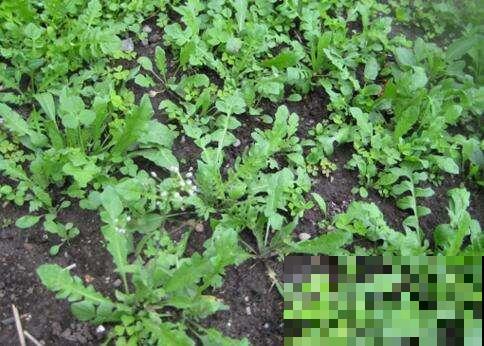想吃到明年第一波鲜荠菜，现在赶紧把种子撒盆里，再晚就来不及了