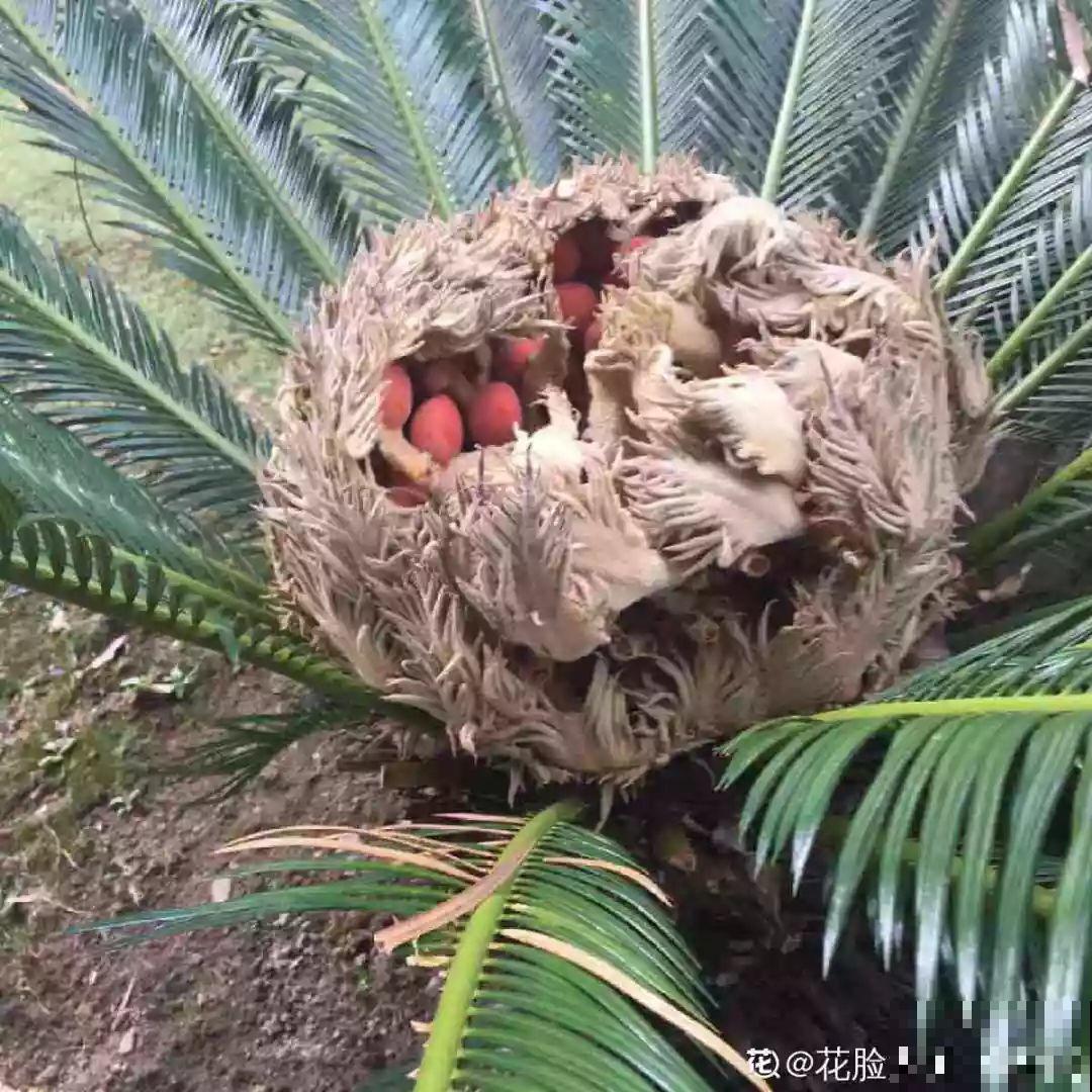 红彤彤的野果，看着是挺诱人，可吃一口有你后悔的！