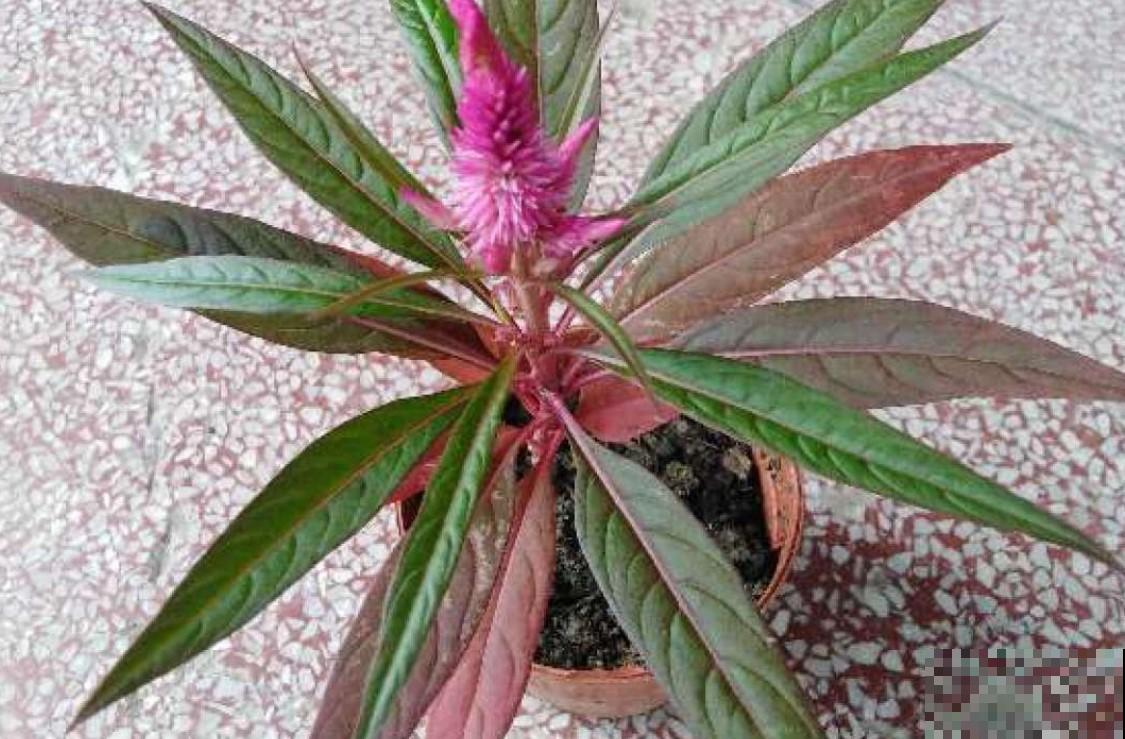 鸡冠花很好养，开花一簇簇的，现在却不常见了！
