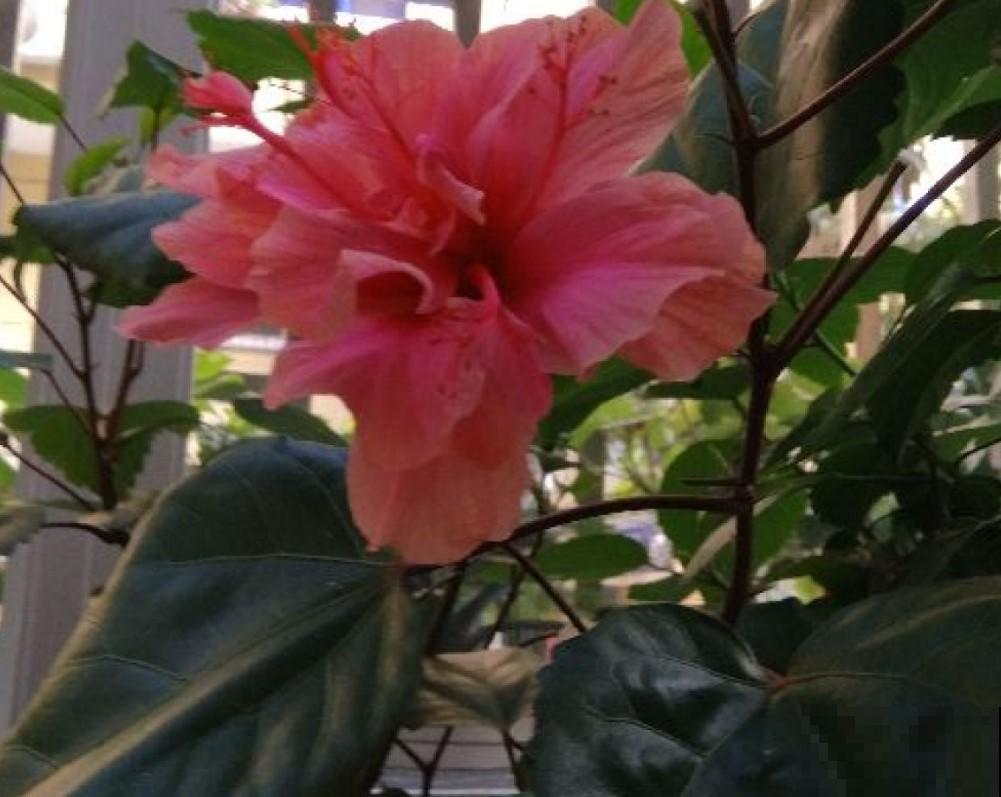 都说这花不吉利，其实开着大红花非常漂亮，你会在家养一盆吗？