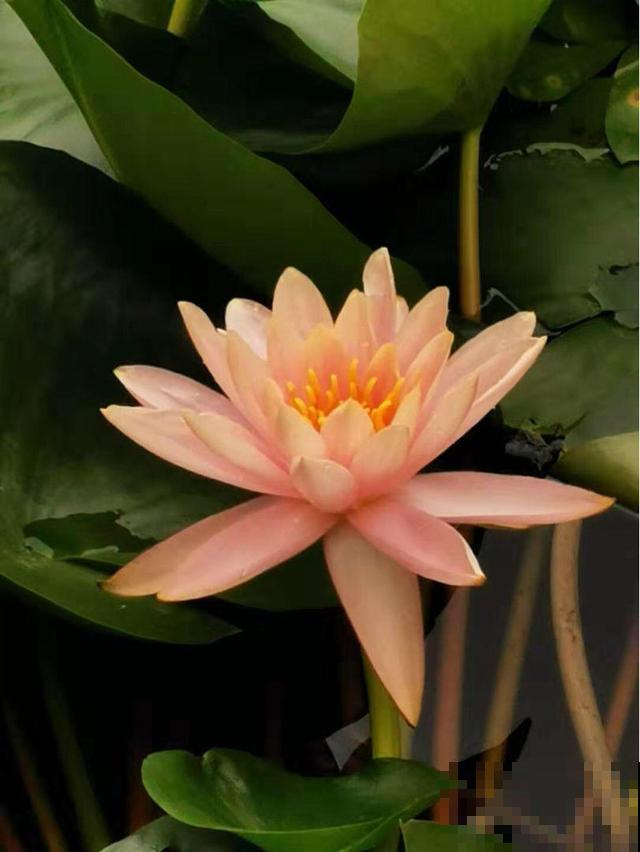 听名字就心动的植物，特别适合在南方养，长出来让别人刮目相看