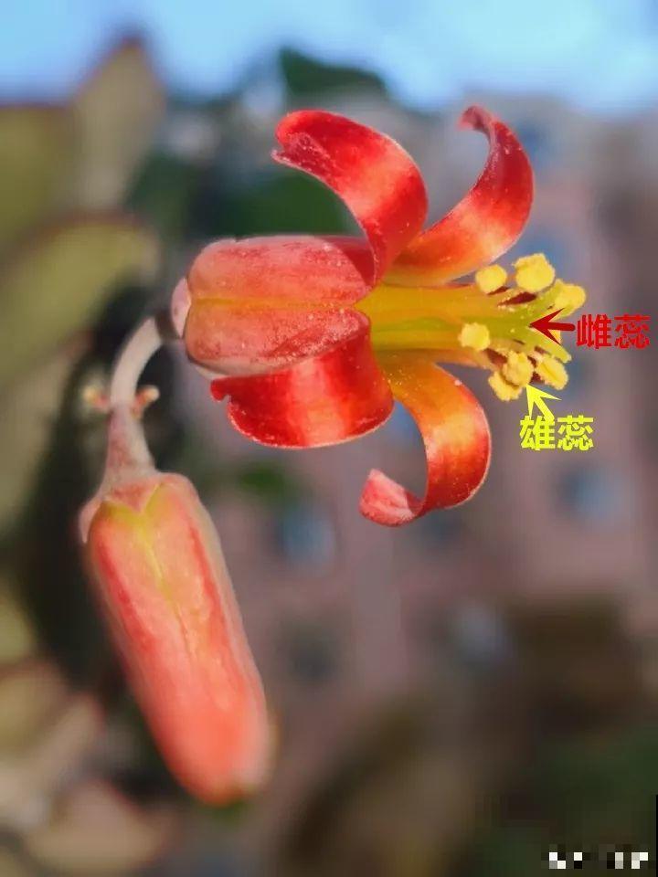 跟着他养多肉，年年不用买，结的种子撒土里就发芽！