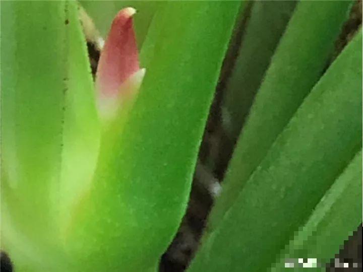5种花开完赶紧剪一刀，10天一勺肥，还能再开2、3次！
