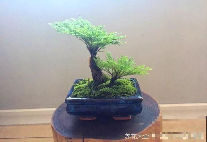 今年最时髦的11种花，摆在客厅有面子，谁见了都夸！