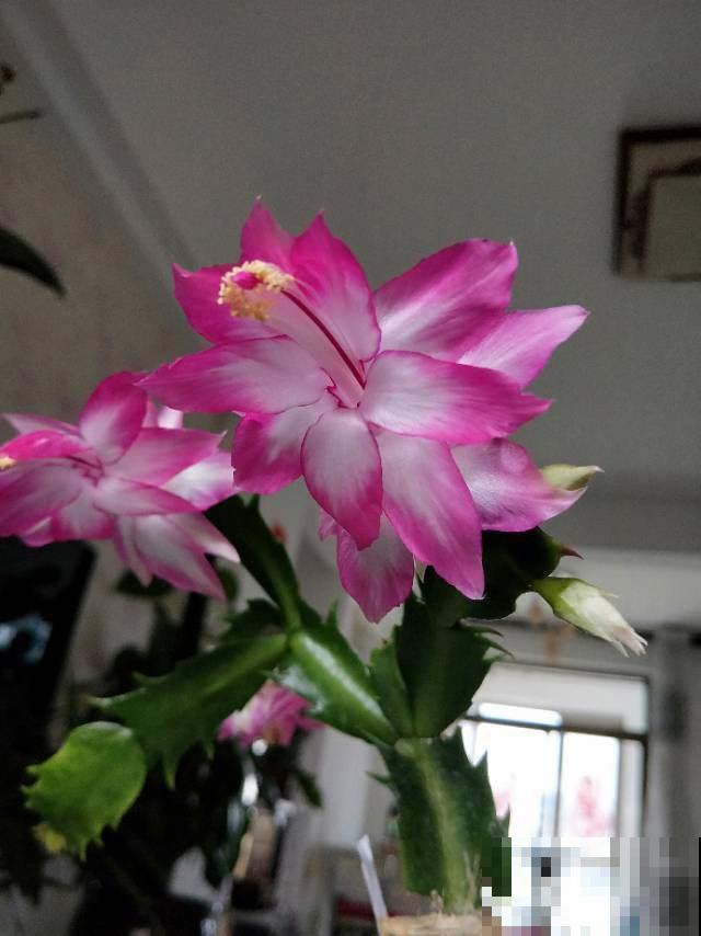 蟹爪兰开完花就软趴趴，张大爷使出秘藏绝招，俩星期就全支楞起来