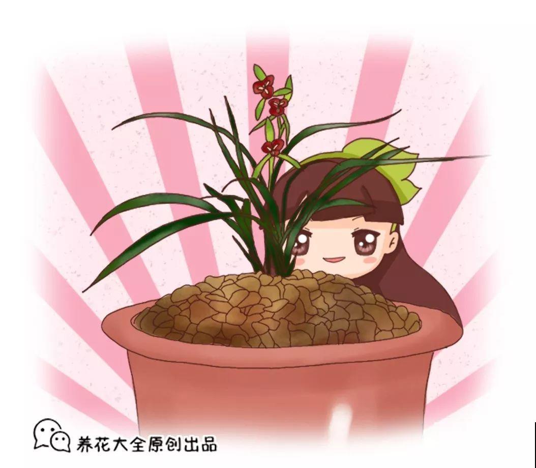 兰花再不省心也能治好，盆面堆个小土包，咋养都不死！