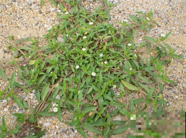 这种野草本领大，白发洗了能变黑，很多老人去山上抢着挖！