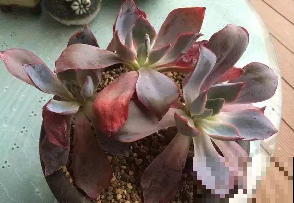 爱上多肉8年，她付出了所有，数量多到可以摆满整个天台！