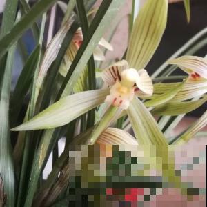 想让兰花开得好，低温春化不可少，这点学会立马成养兰高手！