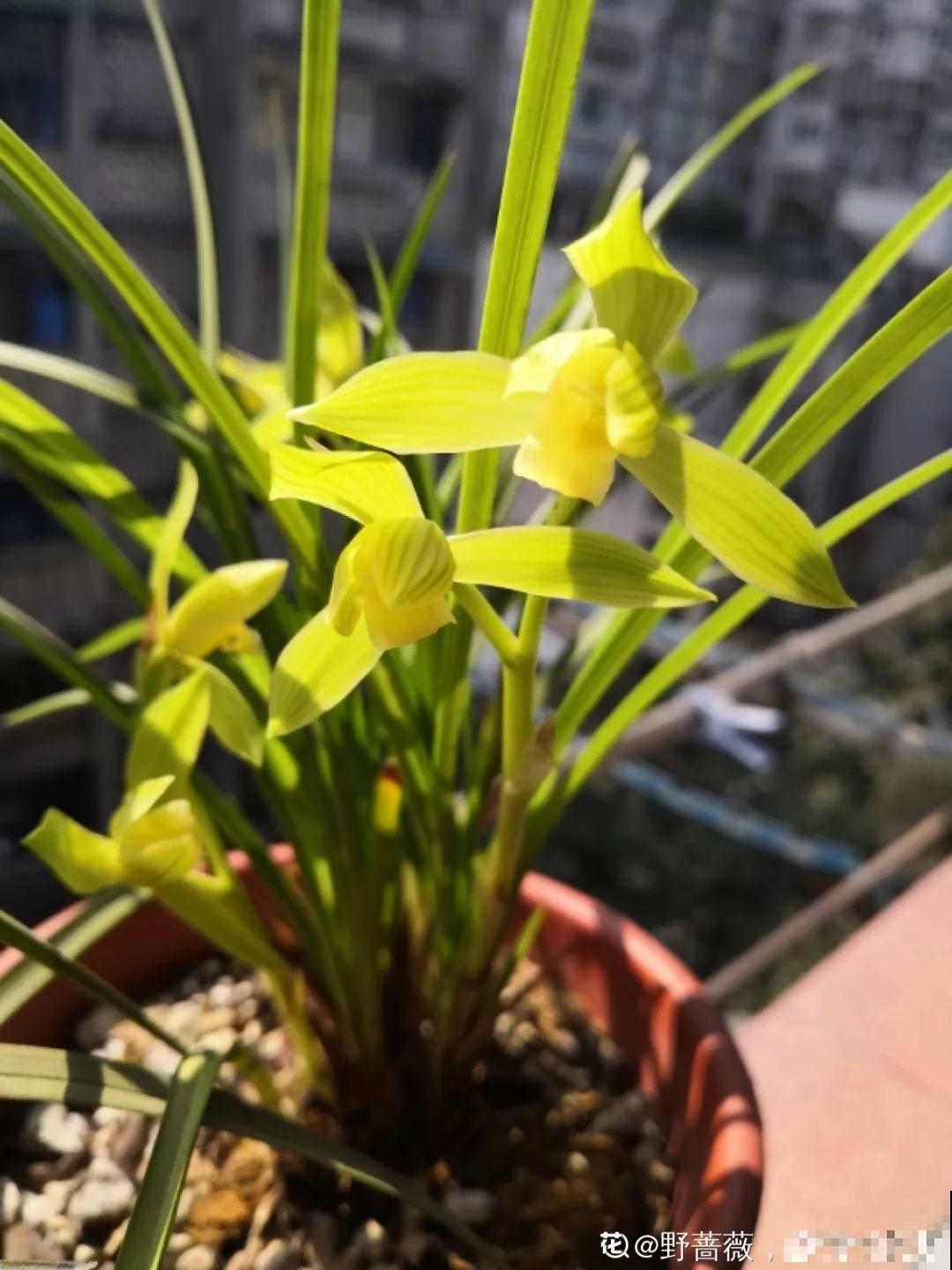 兰花最全养护要点，一年四季绿油油，开花还能香满屋！