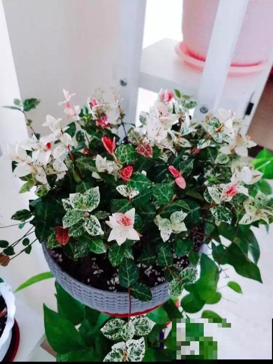 这盆栽叶子比花绚丽百倍，看着就养眼，秋冬也照样美翻天！