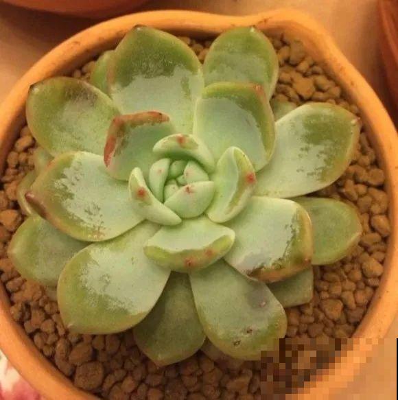 爱上多肉8年，她付出了所有，数量多到可以摆满整个天台！