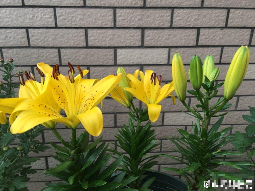这花开败后，别着急剪叶子，小心明年不开花！