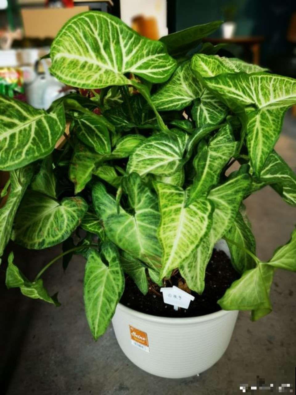 秋冬最好养的花，剪1根枝能插10盆，别再花钱买了！