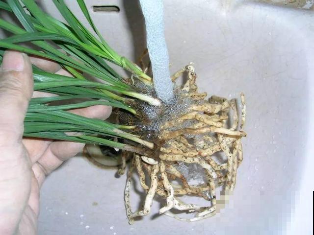 8种花秋冬要穷养，水一多就烂根，再不救只剩空盆！