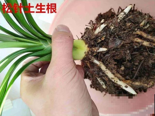 这3种花超耐旱，半个月不浇水，反而开花更多
