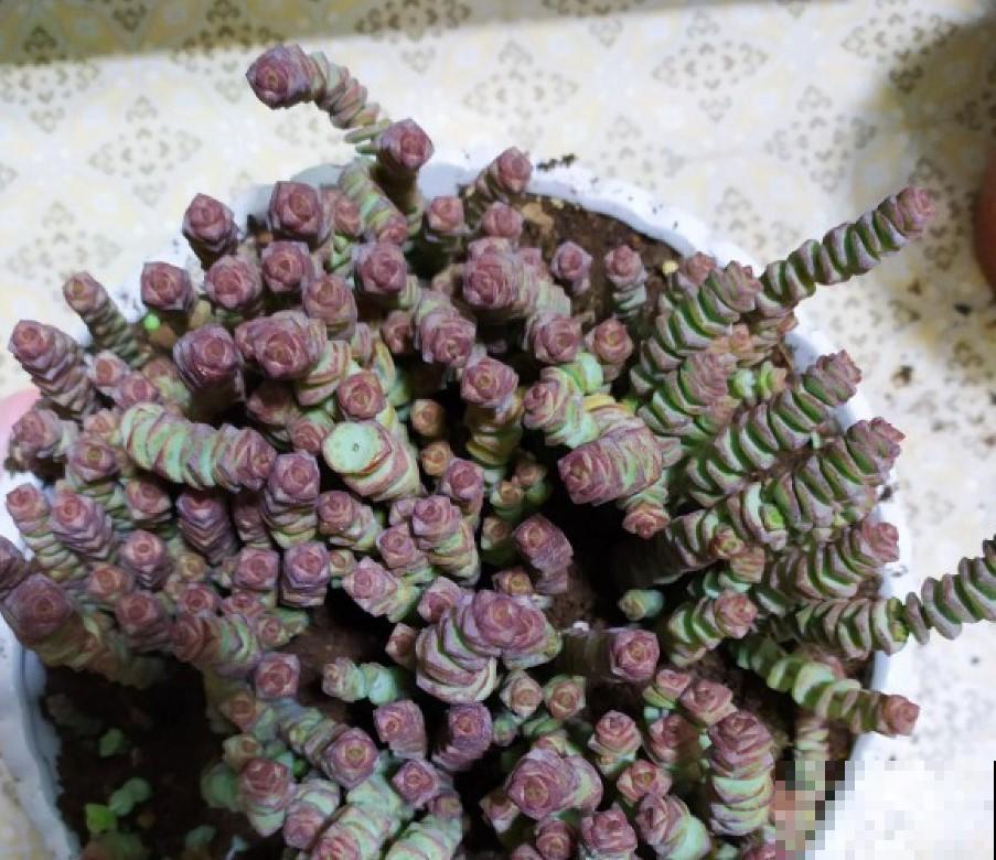 春节前养点小多肉，财运滚滚来，寓意真不错！