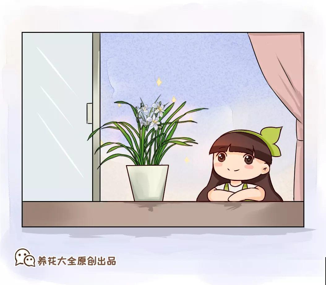 这花公认难养，冬天放外面冻20天，立马开花！