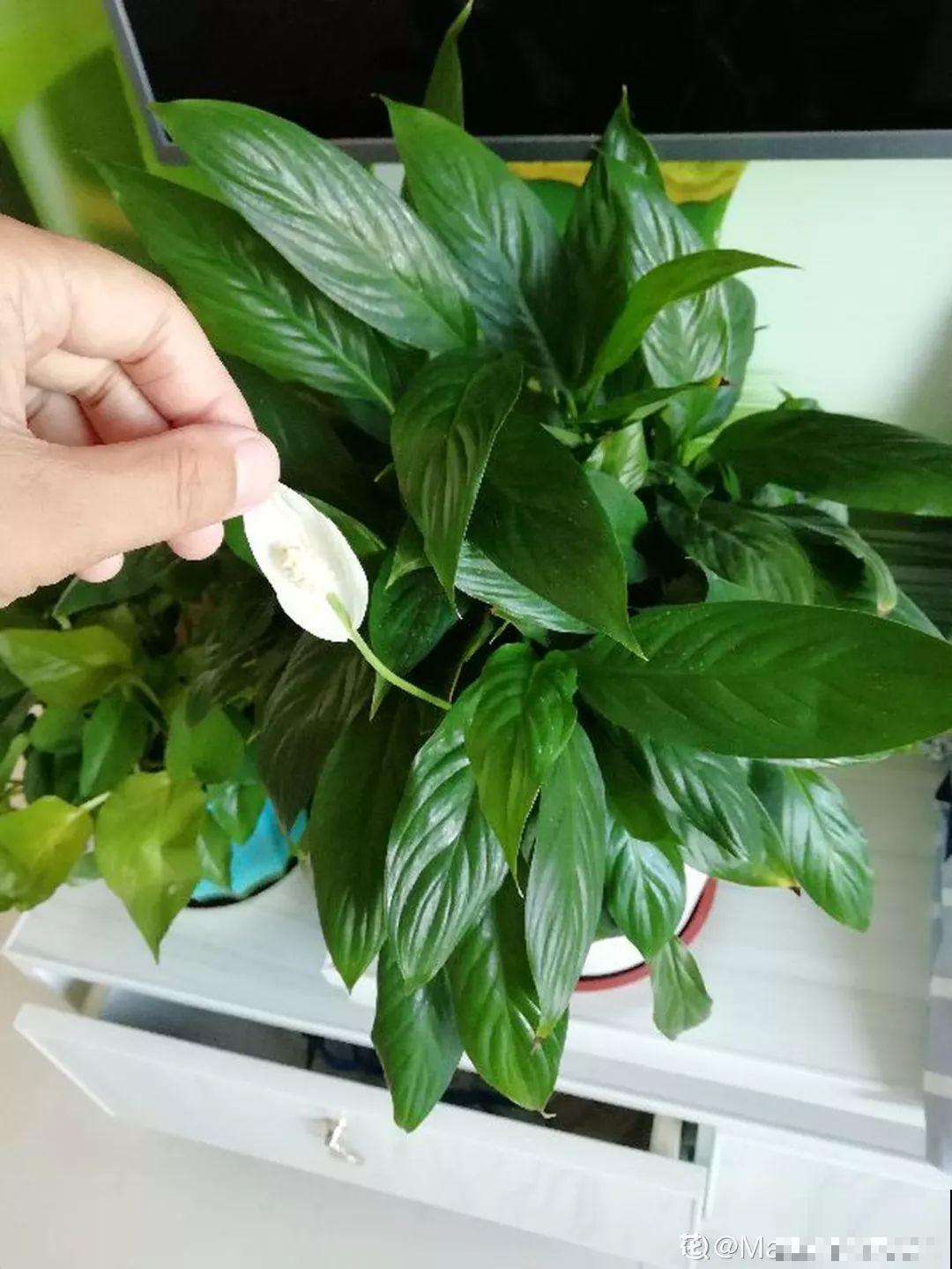 垃圾桶里捡到这3种花，剪一剪叶子就活，再也不用买花了！