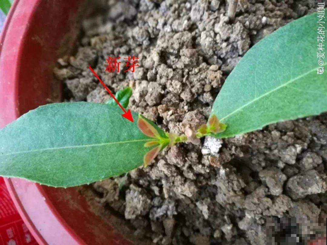 3种花，就得趁现在扦插，再晚就不生根了！