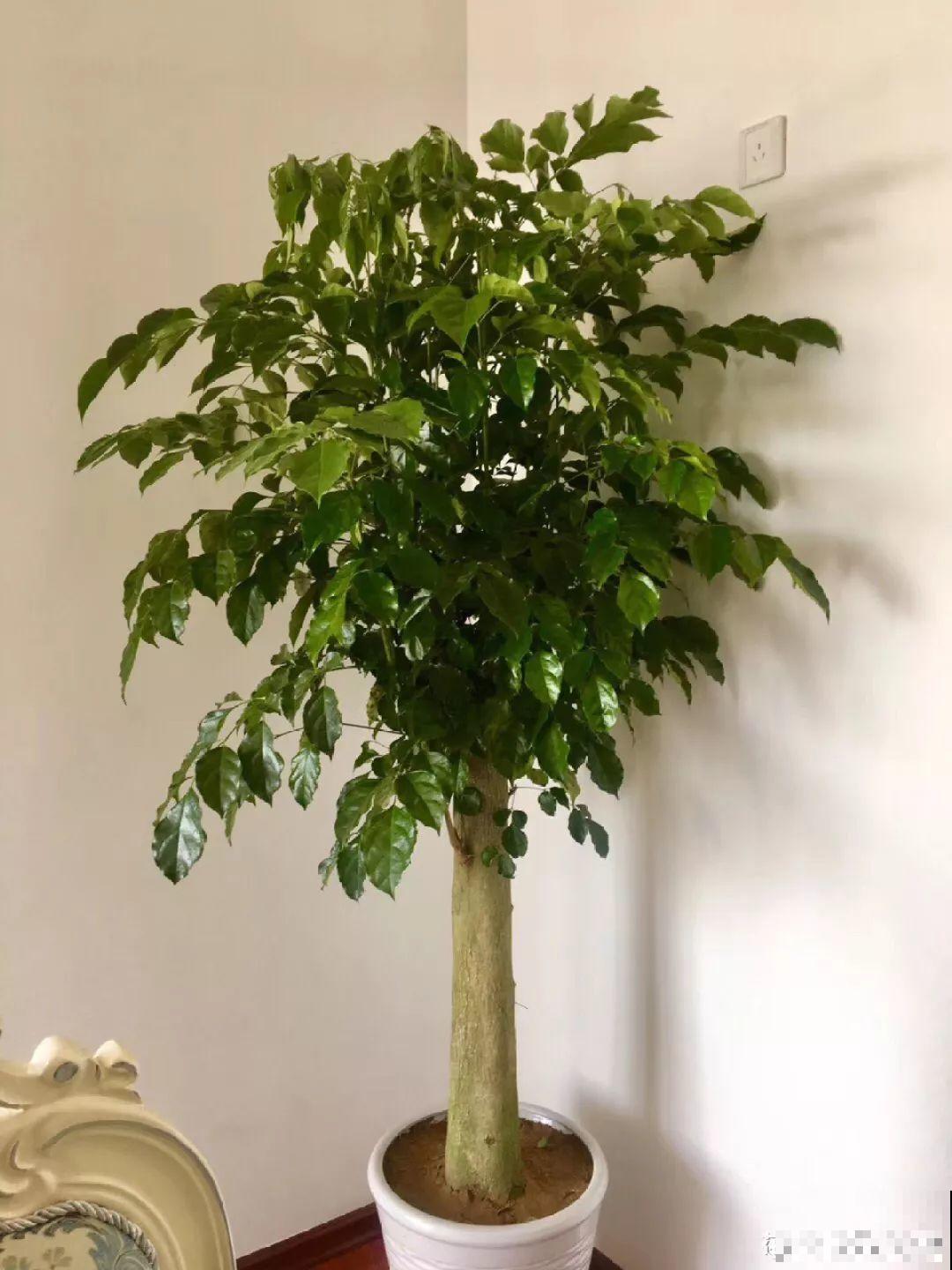 这4种花冬天别折腾，枝条剪错了，小心来年不开花！