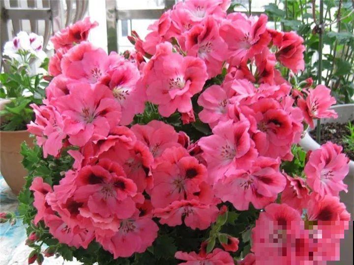 防盗窗养5盆花，开花多花期长，这小花园谁看了都羡慕！