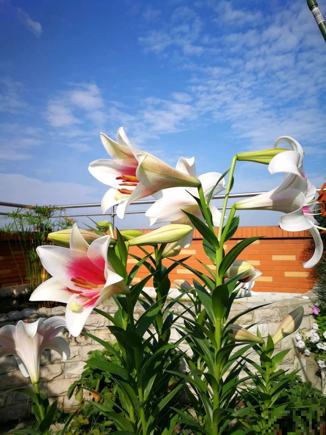 她在楼顶养花，一年时间打造成小花园，再怎么折腾都值得！