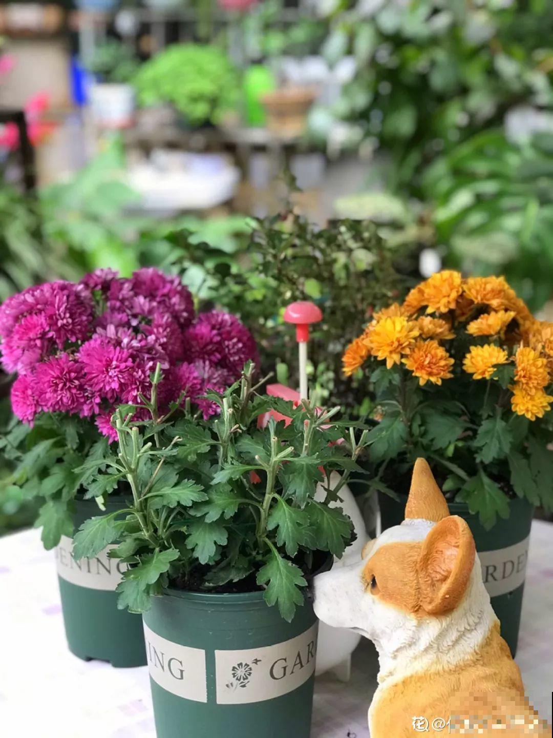有个小院,养花喂猫,日子越过越充实! 有个小院,养花喂猫,日子越过越充实!