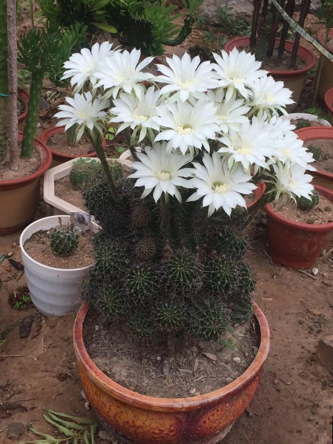 这8种花，养养就成巨无霸，3个大汉都搬不动！